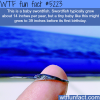 baby sword fish wtf fun facts