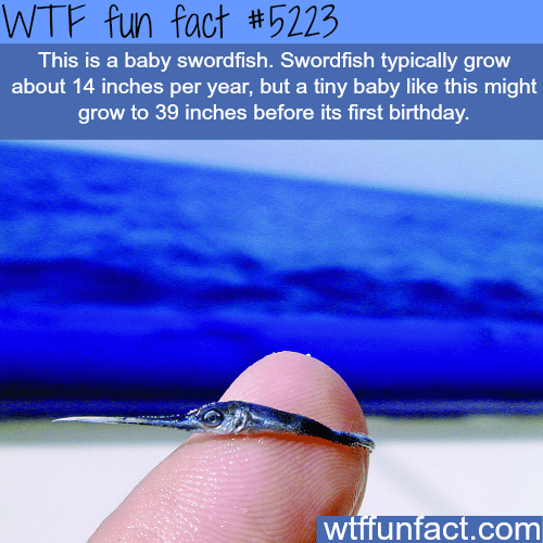 Baby sword fish - WTF fun facts