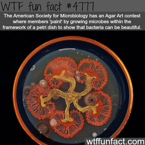 Bacteria art contest - WTF fun facts