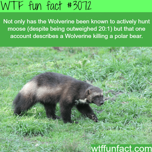 Badass animal of the year: The Wolverine -  WTF fun facts