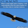 bald eagle wtf fun facts