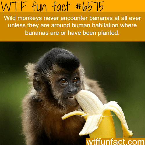 Bananas and monkeys - WTF fun facts