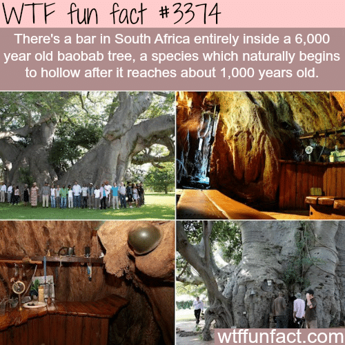 Bar in South Africa inside a tree -  WTF fun facts