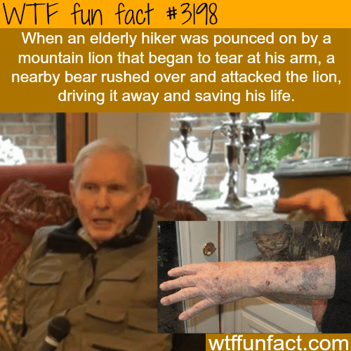 Bear saves the life of an elderly hiker -  WTF fun facts
