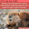 beavers anal secretion are used in food flavoring