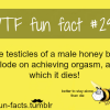 bee facts