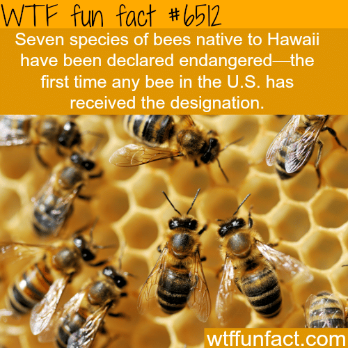 Bees are declared endangered around the world - WTF fun facts