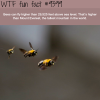 bees can fly higher than mount everest wtf fun