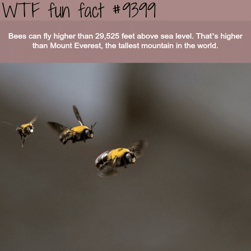 Bees can fly higher than Mount Everest - WTF fun facts