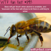 bees can get drunk wtf fun facts