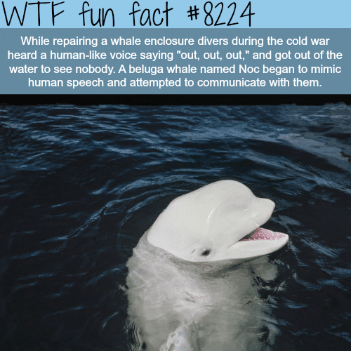 Beluga whale mimics human speech - WTF fun facts