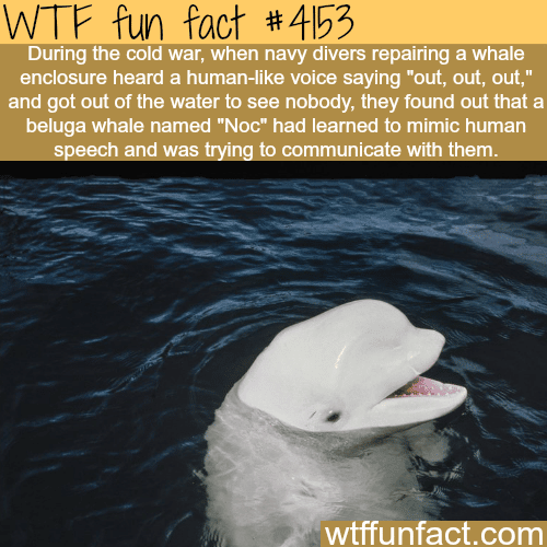 Beluga whale that learned to mimic human speech -  WTF fun facts