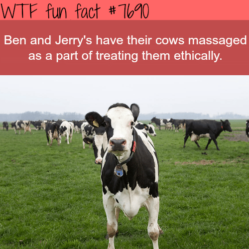 Ben and Jerry’s cows - WTF fun facts