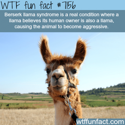 Berserk llama syndrome - WTF Fun Fact