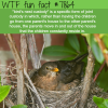 birds nest custody wtf fun fact