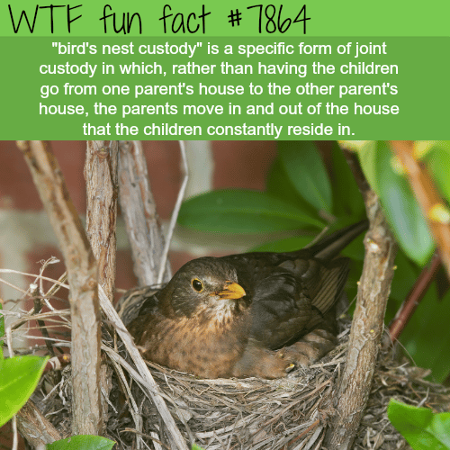 Birds nest custody - WTF fun fact 