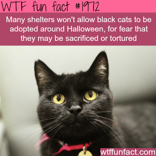 Black cats for halloween - WTF fun facts