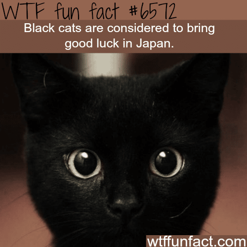 Black cats in Japan - WTF fun facts