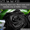 black roses in turkey
