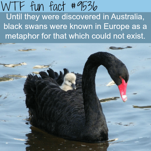 Black Swan - WTF fun fact