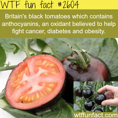 Black tomatoes in Britain - WTF fun facts