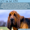 bloodhounds is the only dog that