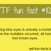 blue eyes mutation