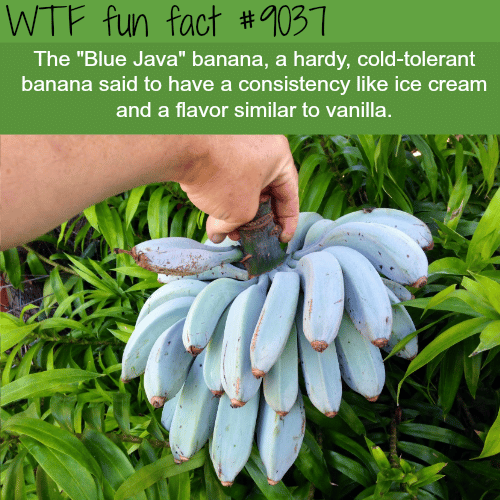 Blue Java Banana - WTF fun facts