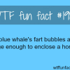 blue whale s fart