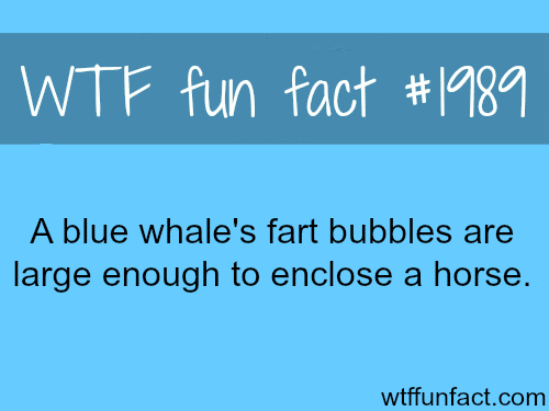 Blue whale’s fart - WTF fun facts