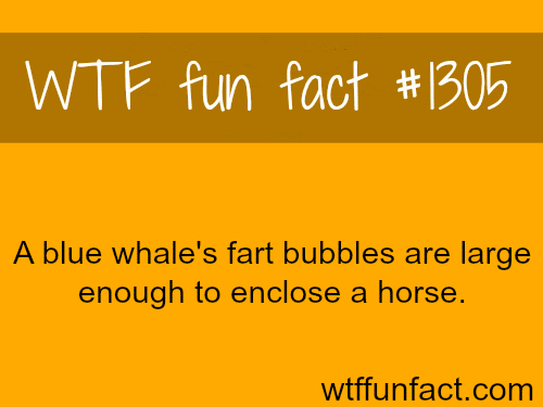 blue whale’s facts