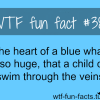 blue whales heart