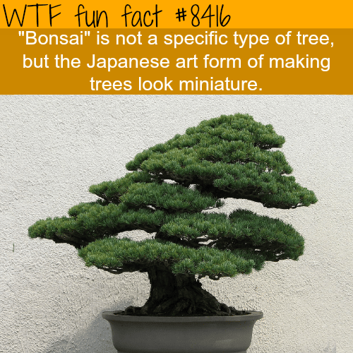 Bonsai Tree - WTF fun facts