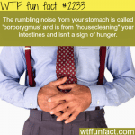 borborymus the noise your stomach make
