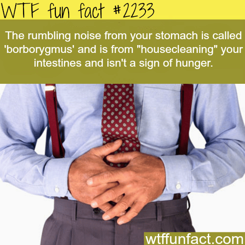 “borborymus” the noise your stomach make - WTF fun facts