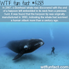 bowhead whale had a harpoon embedded on its neck