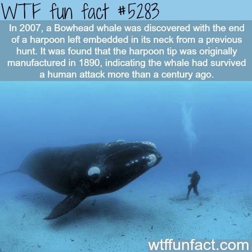 Bowhead whale had a harpoon embedded on it’s neck from 100 years ago - WTF fun facts