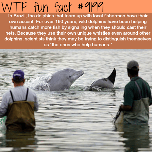 Brazil has dolphins that help fishermen catch fish - WTF Fun Facts