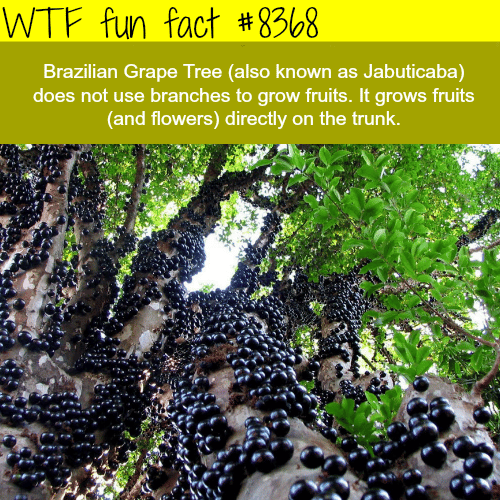Brazilian Grape Tree - WTF fun facts