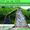 bridge made for local crab population
