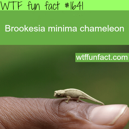 Brookesia Minima Chameleon - WTF fun facts