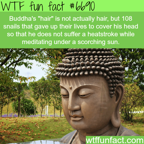 Buddha’s hair - WTF fun fact 