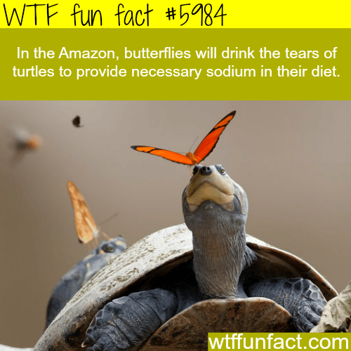 Butterflies drink the tears of turtles - WTF fun facts