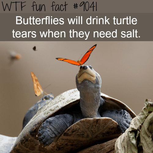 Butterflies drink turtle tears - WTF fun facts