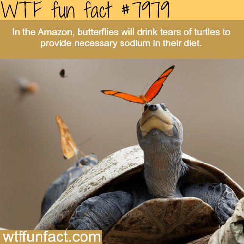 Butterflies drinking the tears of a turtle - WTF fun fact