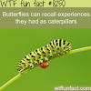 butterflies remember when they were caterpillars