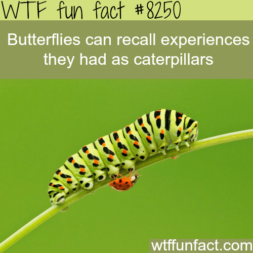 Butterflies remember when they were caterpillars - WTF fun facts