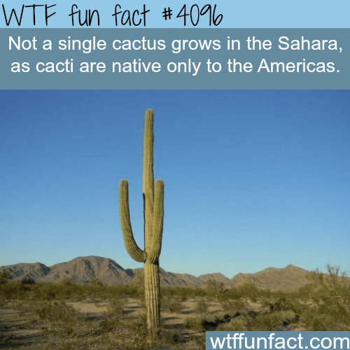 Cactus in the Sahara - WTF fun facts