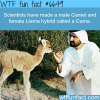 camel and llama hybrid cama wtf fun facts