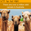camels in australia wtf fun facts